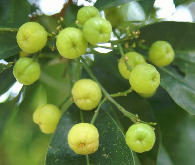 多要素氣象站：油柑種植需要什么樣的氣候條件？