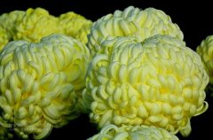 一朵菊花開出七種顏色？用手持氣象站種菊